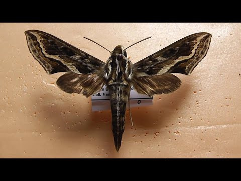 Видео: БРАЖНИКИ: 618. Theretra insignis