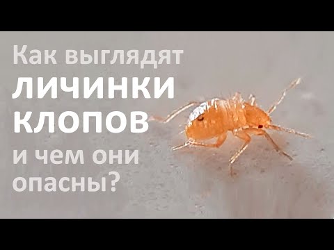 Видео: Личинки клопов: как они выглядят, где обитают и от чего дохнут