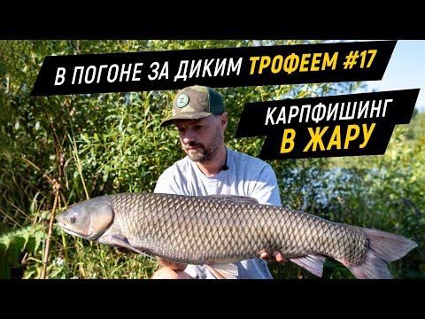 Видео: Ловля карпа. Карпфишинг на диком водоеме. В погоне за диким трофеем #17.