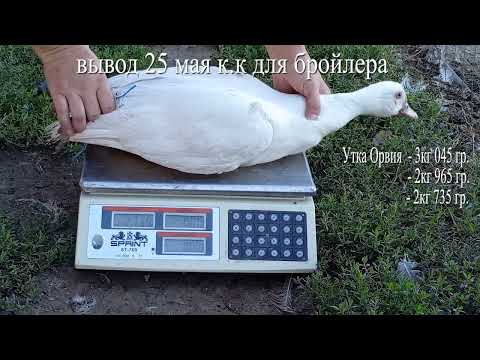 Видео: мускусные утята ОРВИЯ возраст 2 месяца, взвешивание