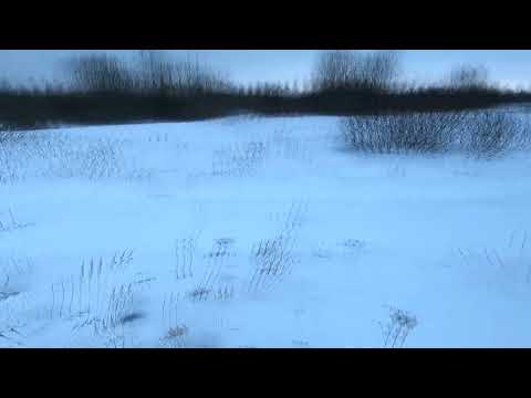 Видео: Охота с Добычем на лисицу 14 12 2023 Неожиданный финал.