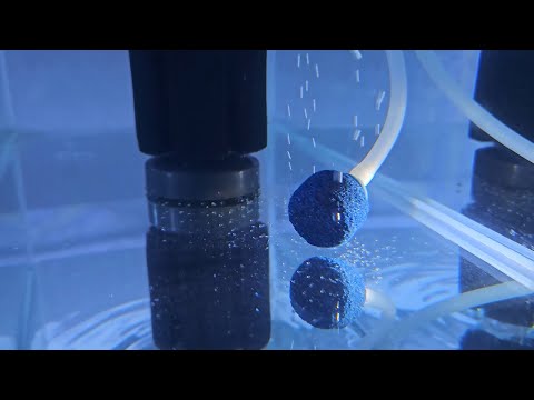 Видео: Нерест неонов и всякое разное