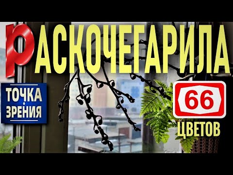 Видео: РАСКОЧЕГАРИЛА ОРХИДЕЮ НА 66 ЦВЕТОВ! ЦВЕТОНОС ДЛИНОЮ МЕТР!  МОЙ МЕТОД АКТИВАЦИИ МЕРИСТЕМНЫХ ПОЧЕК!🌞🌞🌞