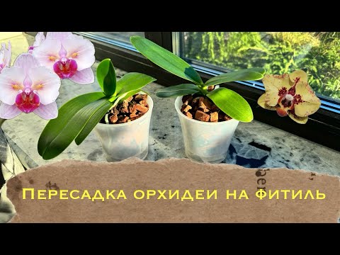 Видео: Пересадка орхидеи на фитиль. Орхидеи Profar PF 5017, 5018 #phal #уходзаорхидеями #orchid #plants