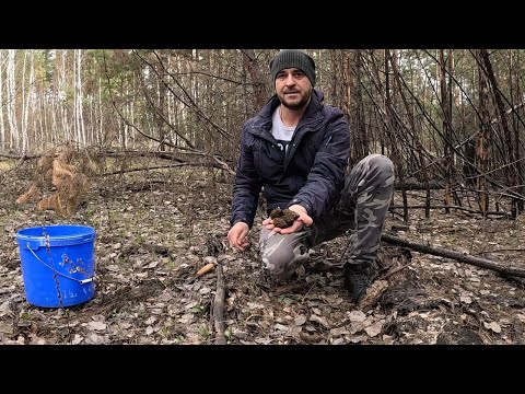 Видео: ЭТО ПРОСТО СКАЗКА!!Собираю весенние грибы на утренней зорьке