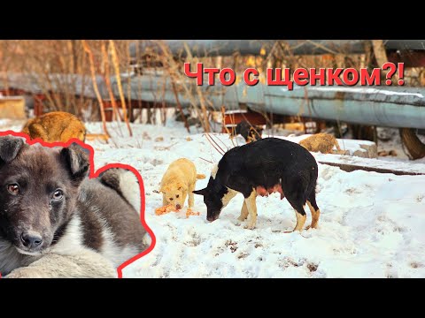 Видео: 🔴Багажник еды скормили 60ти бездомным собакам | НО ЧТО НЕ ТАК С ЩЕНКОМ !? | puppy needs help😭