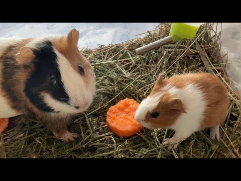 Видео: Guinea pig baby / Дитинча морської свинки / Морська свинка