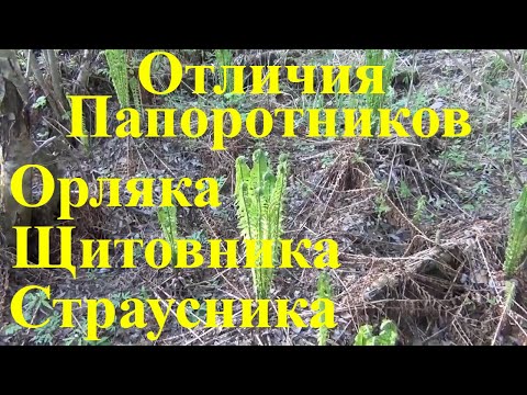 Видео: Отличия Папоротника Орляка Страусника Щитовника Папоротника Страустника