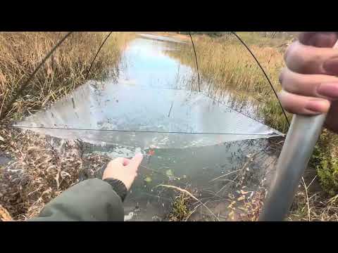 Видео: Как на паук наловить живца на зиму #shorts #паукподъемник #живец 