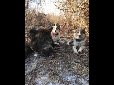 Видео: Охота на ВЕПРЯ .Собаки снова ушли за лосем .