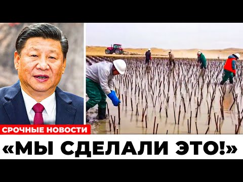 Видео: Все смеялись над Китаем за то, что он закапывал растения в пустыне… Через 10 лет пожалели