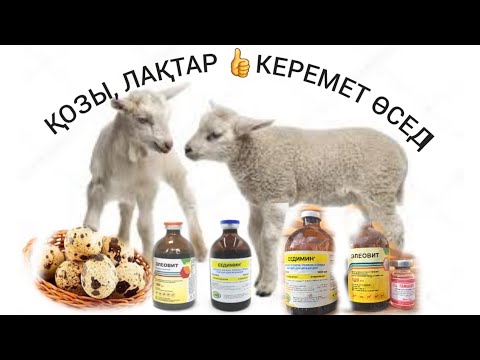 Видео: ЛАҚ,  ҚОЗЫ , ҚОЙ , ЕШКІЛЕРІҢІЗ ТЕЗ ӨСЕТІН КЕРЕМЕТ ӘДІС👍ЖЕТІМ ЛАҚ,  ҚОЗЫ, БҰЗАУЛАРҒА ӘСЕРІ КҮШТІ