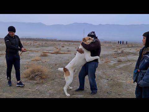 Видео: Турнир Тест Испытаний Балканский Велаят - Туркменский Волкодав!