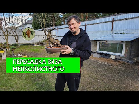 Видео: Пересадка вяза мелколистного / ямадори @Studio.Bonsai