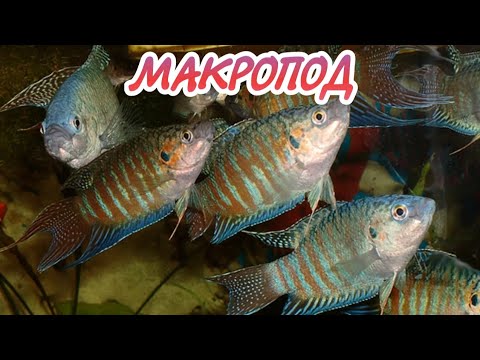 Видео: МАКРОПОД. СОДЕРЖАНИЕ И РАЗВЕДЕНИЕ В АКВАРИУМЕ.