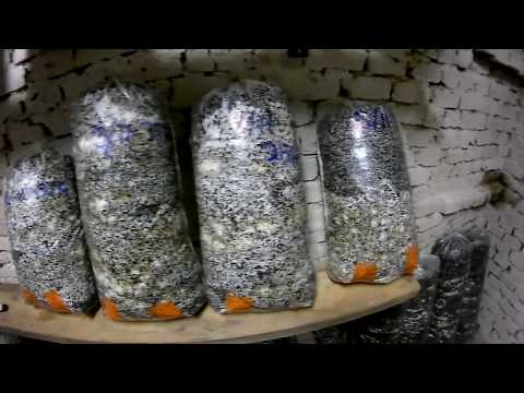 Видео: Вешенка в гараже - процесс инкубации