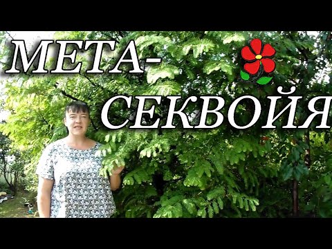 Видео: Метасеквойя -  восхитительное дерево для сада!