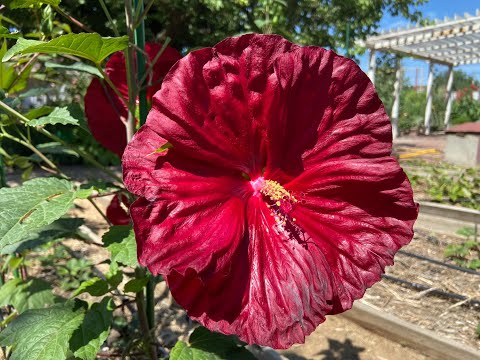 Видео: Гибискус травянистый, сорт Robert Flemming