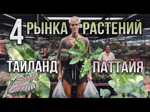Видео: ГДЕ КУПИТЬ КОМНАТНЫЕ РАСТЕНИЯ В ТАИЛАНДЕ?🌷🤑 Обзор цветочных рынков Паттайя 2025 🫰ОЧЕНЬ НИЗКИЕ ЦЕНЫ 💸