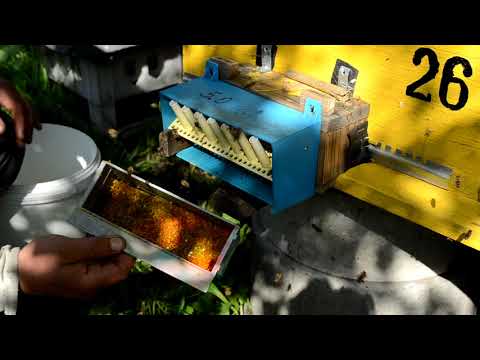 Видео: Сбор пыльцы. Не все так просто.