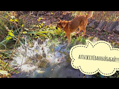 Видео: Топим наши кувшинки в ручье. Как зимуют нимфеи в тазах? Содержание нимфей без водоёма. Совиный сад