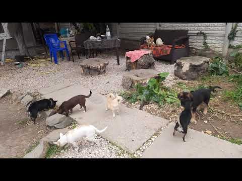 Видео: неккоретный прикус чихуахуа,4 вида прикуса,щенок для выставок и разведения,поговорим