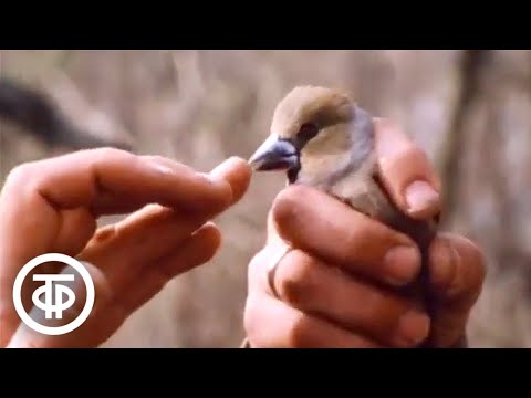 Видео: В мире животных. Весна в Мещере (1983)