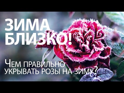 Видео: НЕ ЗАМЕРЗНУТ! ЧЕМ ПРАВИЛЬНО УКРЫВАТЬ РОЗЫ НА ЗИМУ?