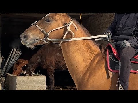 Видео: сатылып кетти