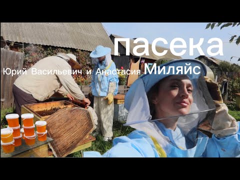 Видео: На дедушкиной пасеке с любовью о пчёлах,мёде и пчеловодстве|Как отличить натуральный мёд?делаю тесты