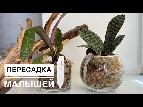 Видео: Море & Подростки пересаживаю из родного стаканчика.