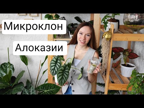 Видео: КЛОНЫ живут среди НАС | Микроклон алоказии и обзор моих алоказий
