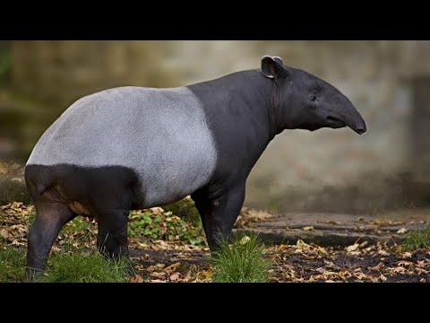 Видео: ТАПИР: Древнее Животное | Интересные факты про тапира