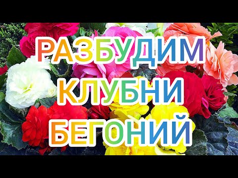 Видео: Клубни бегоний из магазина. Начинаем будить.