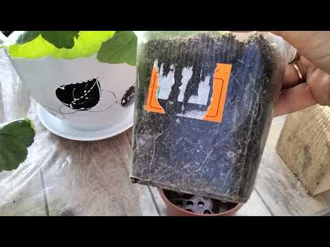 Видео: #342. Видео-объявление о продаже  укоренённых черенков пеларгонии.