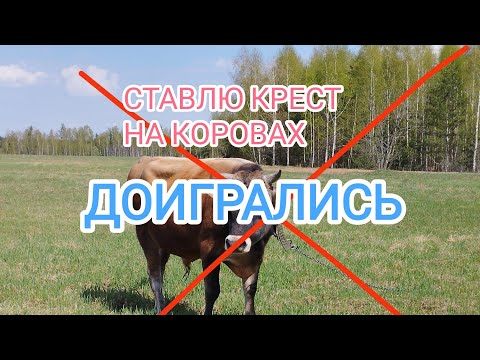 Видео: Бык напал на мужа