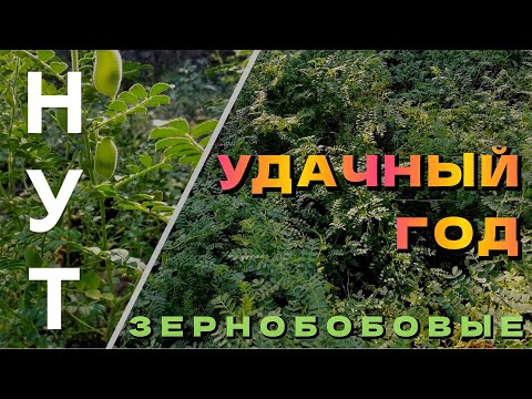 Видео: Нут сезона 2023.  Урожай, болезни и бактерии.