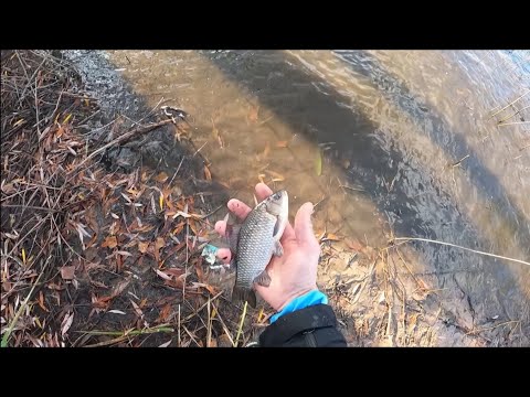 Видео: Встреча с ручными карасями. Эндуро Светловодск, катимся по красивым локациям. Kawasaki KLR 650 