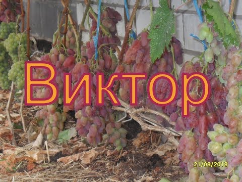 Видео: Виноград Беларуси . Лидчина .  Сорт винограда -Виктор .