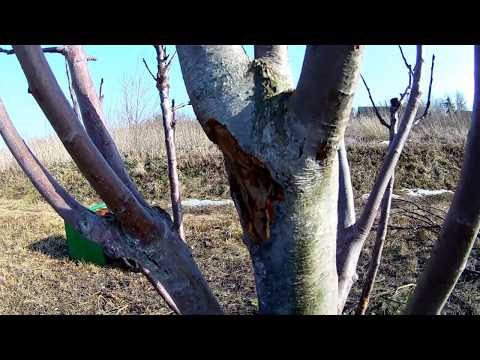 Видео: ЯБЛОНЯ. ЧЁРНЫЙ РАК У ЯБЛОНИ, КАК СПАСТИ ДЕРЕВО