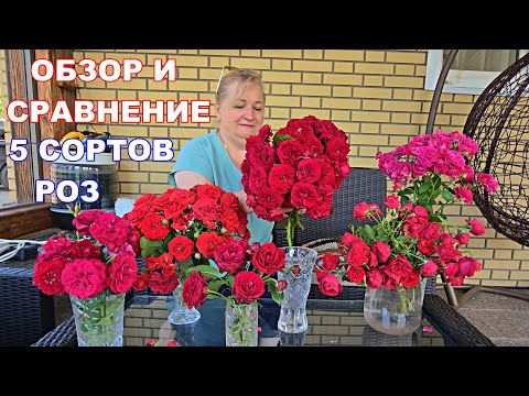 Видео: ВЫБОР ЛУЧШЕЙ КРАСНОЙ ФЛОРИБУНЫ.