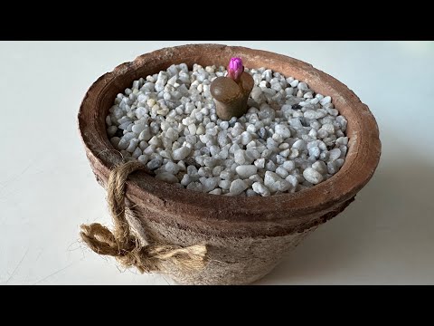 Видео: Конофитум/ Conophytum TRIEBNERI OPHTHALMOPHYLLUM. Шок, раскрытие бутона в эфире! 📹🙊 22.10.23.