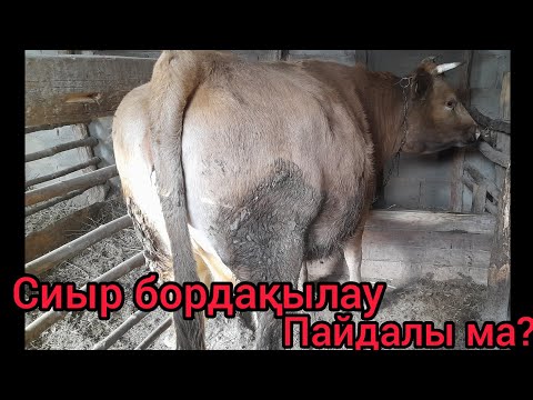 Видео: МАЛ БОРДАҚЫЛАУ ПАЙДАЛЫ МА.СИЫР БОРДАҚЫЛАУ НӘТИЖЕСІ.2 СИЫРДЫ САТТЫМ.
