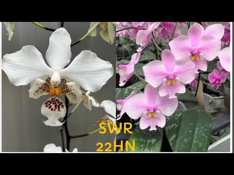 Видео: Распаковка новинок ! Что-то новое и очень красивое 