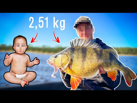 Видео: РЫБАЛКА ТВОЕЙ МЕЧТЫ: Ловля Крупного Окуня (2.51 кг и 53 см) | Team Galant