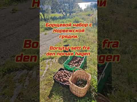 Видео: Борщевой набор с Норвежской грядки. Borsjtsj-sett fra den norske hagen 