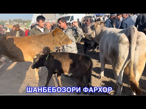 Видео: ШАНБЕБОЗОРИ ФАРХОР НАРХИ ГОВОИ ПАРОДА ШИРИ ГУШТИ БАРОИ БОНИ,  19 октября 2024 г.