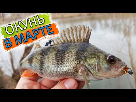 Видео: ЛУЧШЕЕ ВРЕМЯ ДЛЯ ЛОВЛИ ОКУНЯ! Ловля окуня в марте. Рыбалка на окуня. Рыбалка на спиннинг 2020