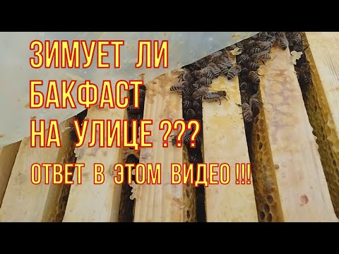 Видео: Бакфаст НЕ зимует на улице? Смотрим состояние пчëл бакфаст при зимовке на улице.