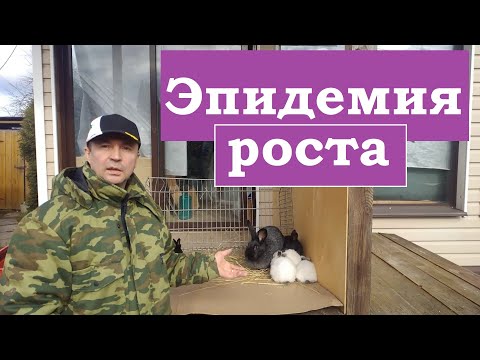 Видео: Смешиваю две породы КРОЛИКОВ  и РЕЗУЛЬТАТ превосходит все ожидания.